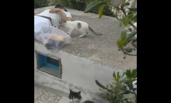 There's Alot Of Cats In Ikaria